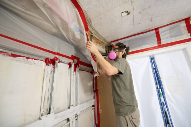 Best Mold-Related Health Consultation  in Bridgeport, MI